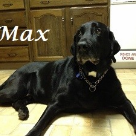 Max Dreucci .2015